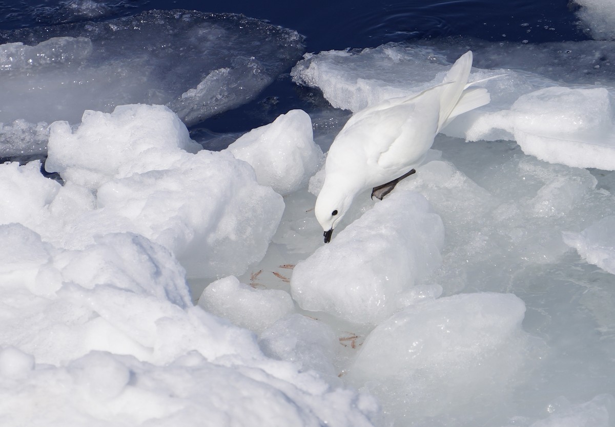 snøpetrell - ML646380132