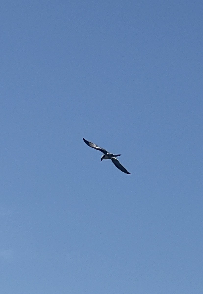 Forster's Tern - ML646380134