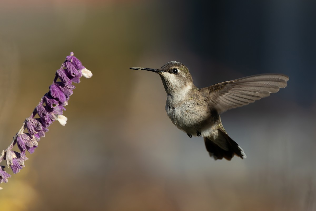 Black-chinned Hummingbird - ML646380135