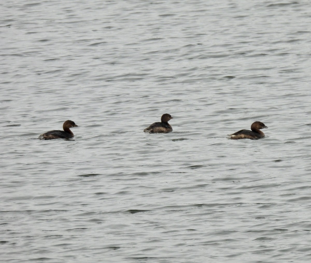Pied-billed Grebe - ML646380136