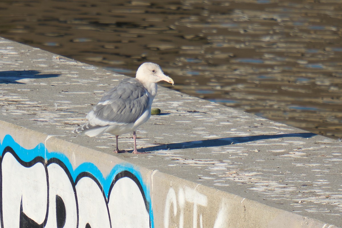 Glaucous-winged Gull - ML646380137