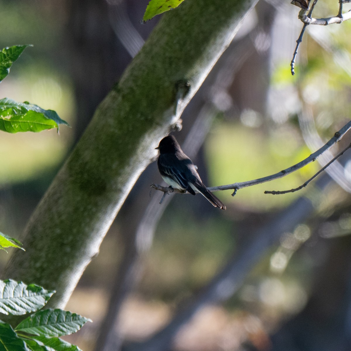 Black Phoebe - ML646380138