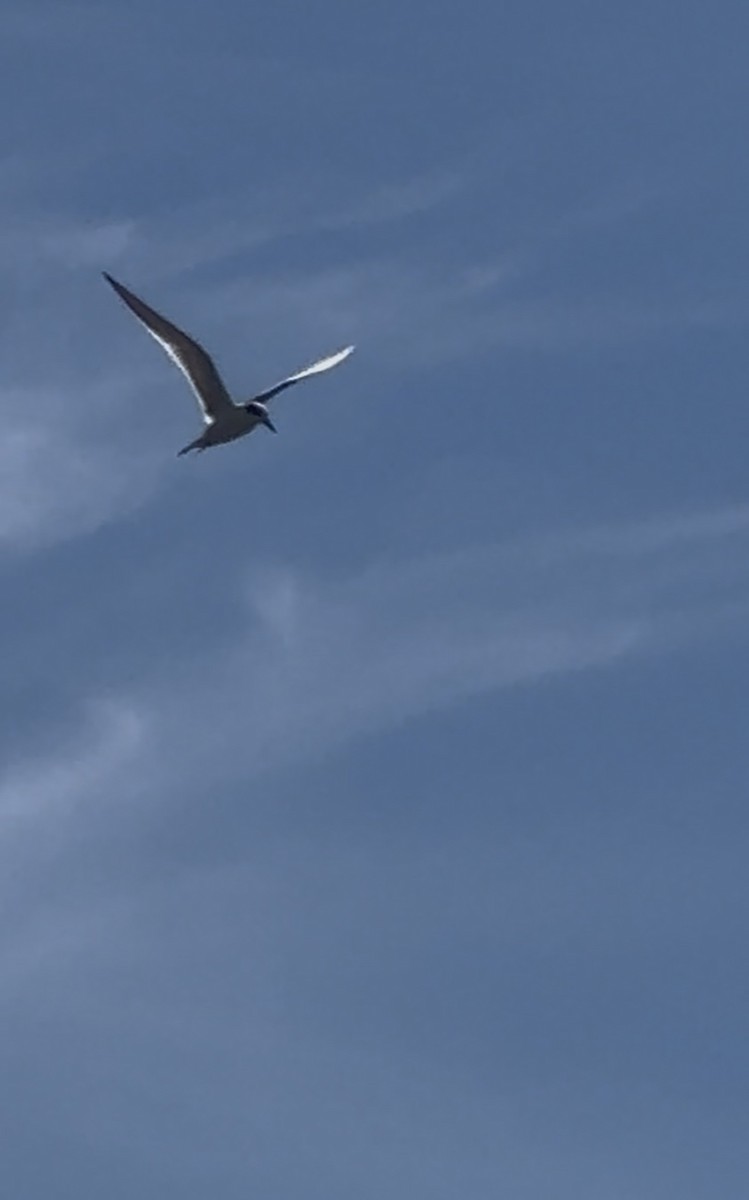 Forster's Tern - ML646380140