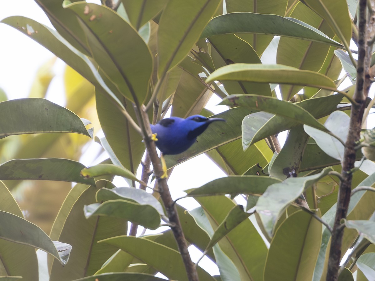 Purple Honeycreeper - ML646380141