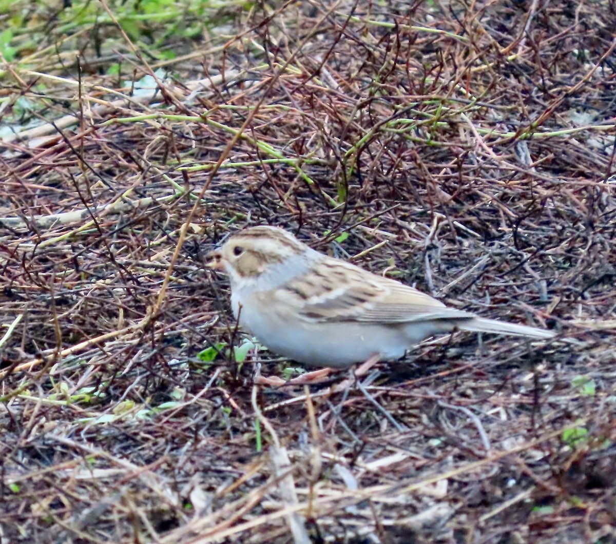 Clay-colored Sparrow - ML646380142