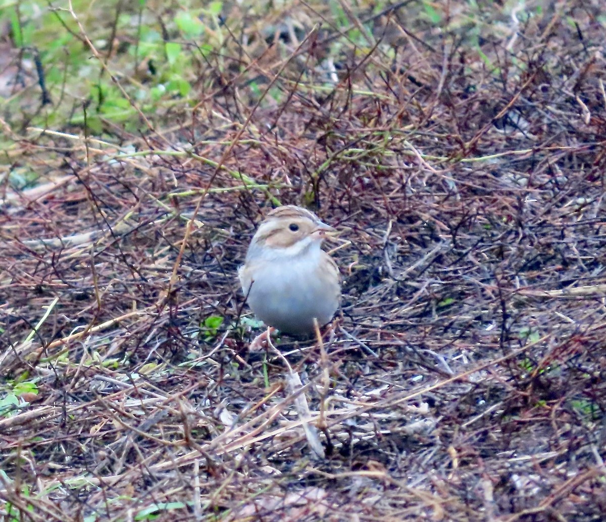 Clay-colored Sparrow - ML646380143