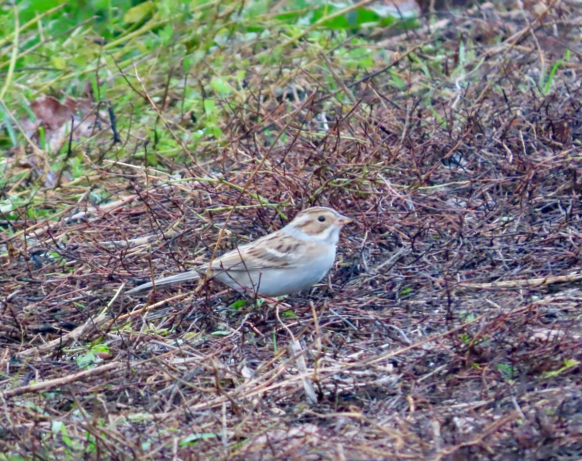 Clay-colored Sparrow - ML646380144