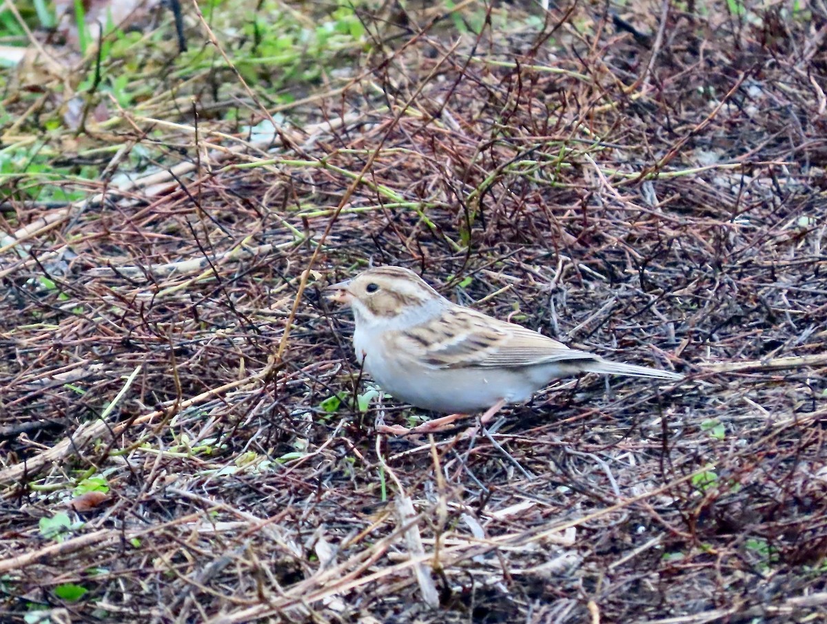 Clay-colored Sparrow - ML646380145