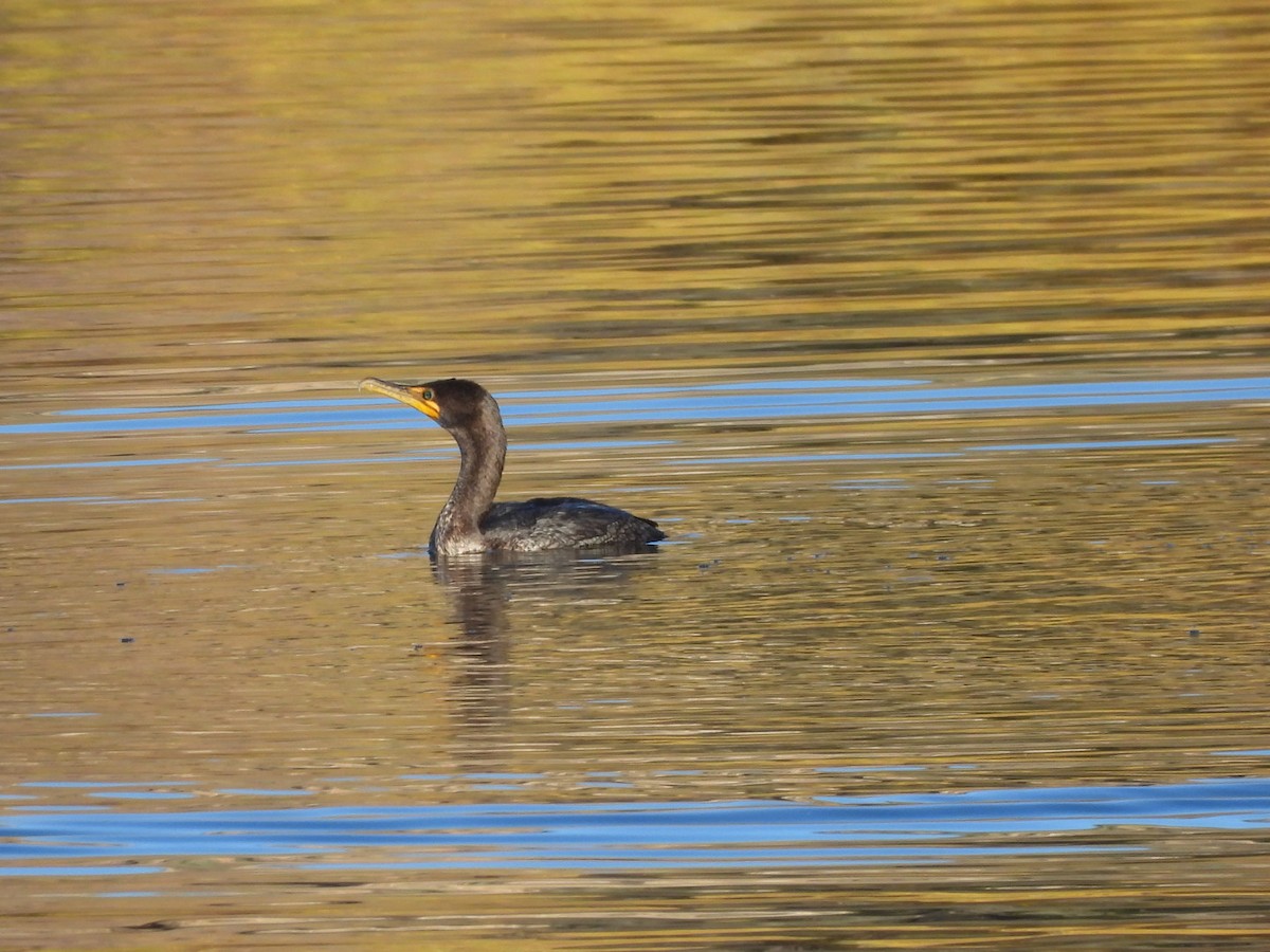 Double-crested Cormorant - ML646380146