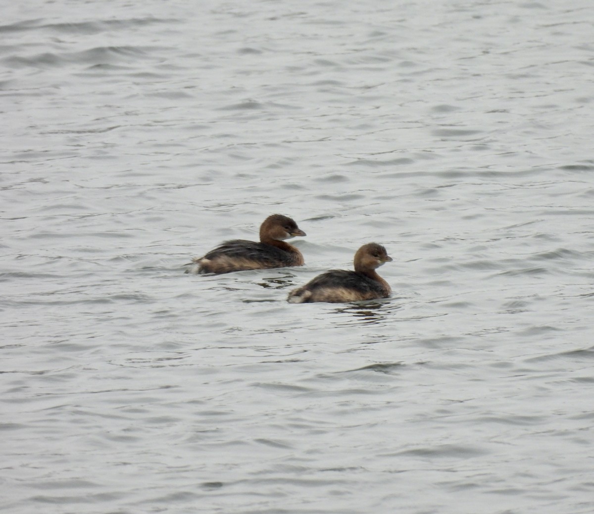 Pied-billed Grebe - ML646380147