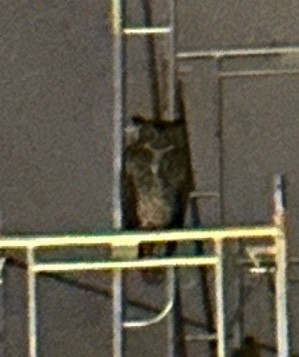 Пугач віргінський - ML646380148