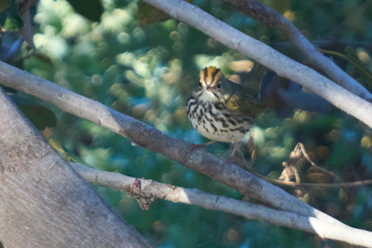 Ovenbird - ML646380150