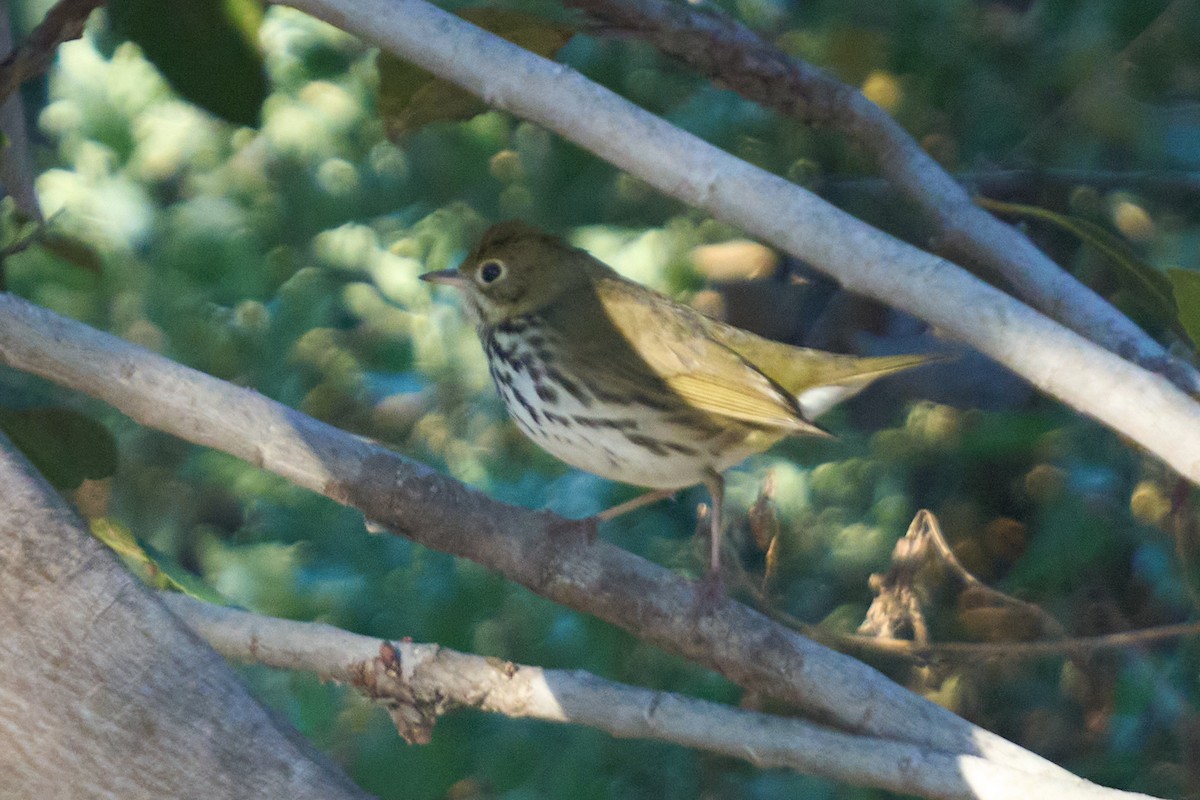 Ovenbird - ML646380151