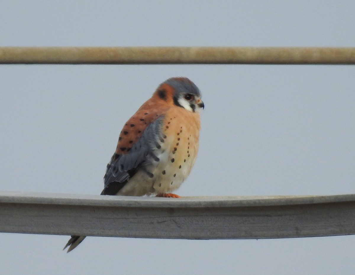 American Kestrel - ML646380152