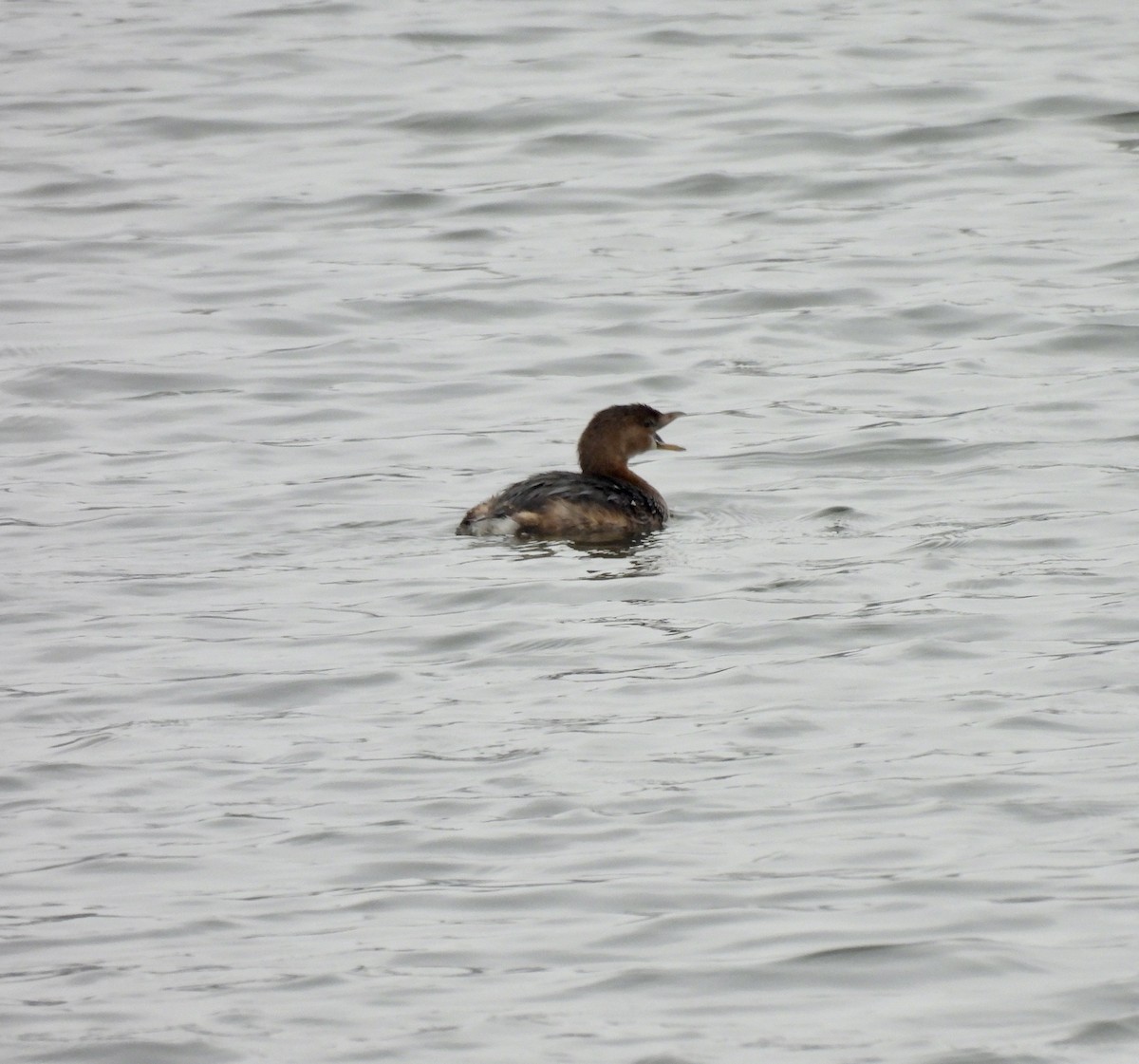 Pied-billed Grebe - ML646380154