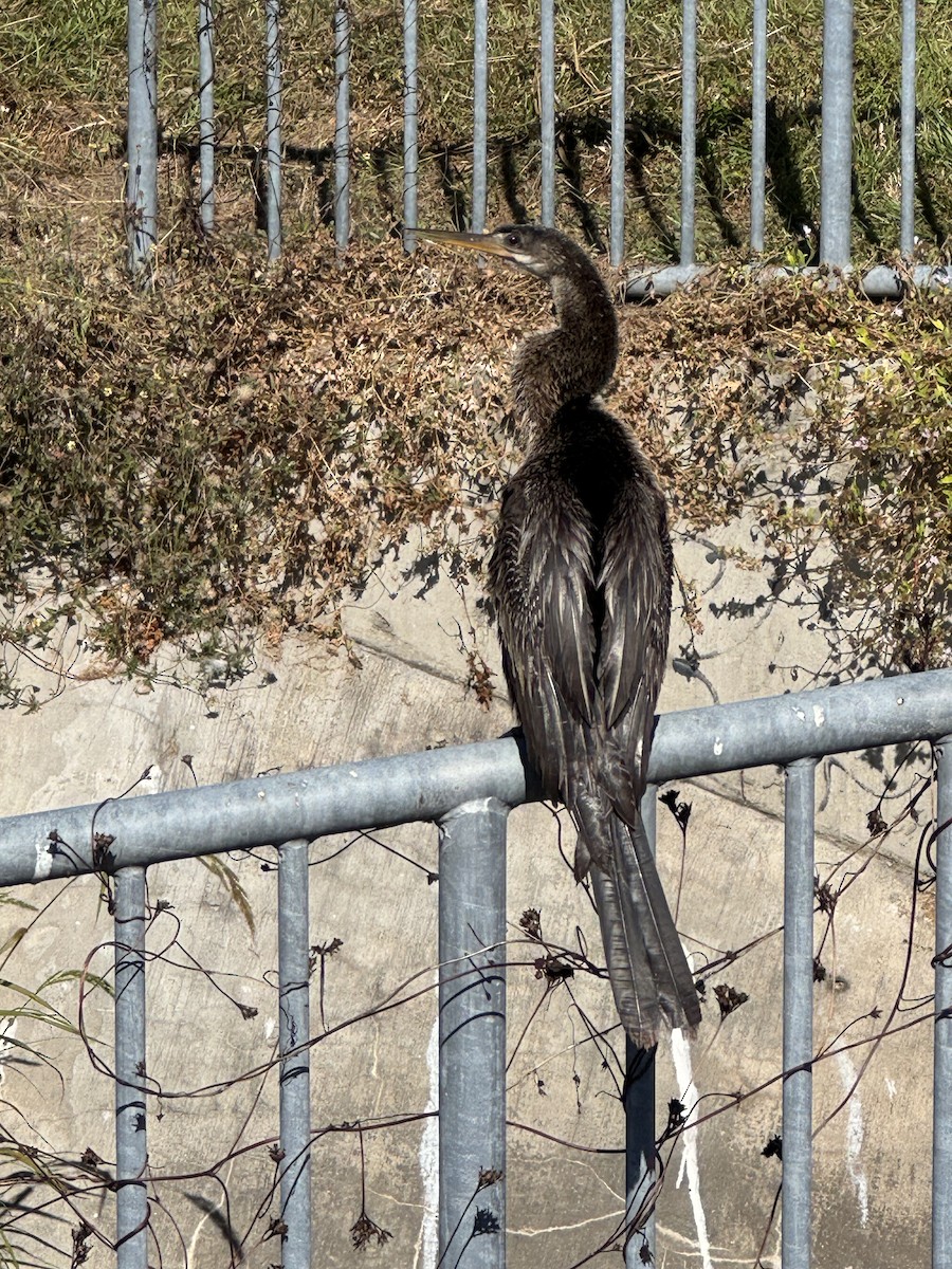 Anhinga - ML646380155