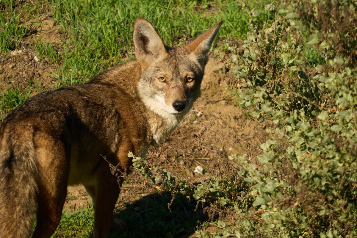 Coyote - ML646380157