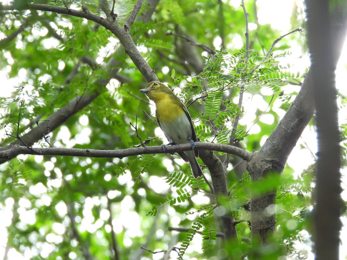 ויראו צהוב-גרון - ML646380161