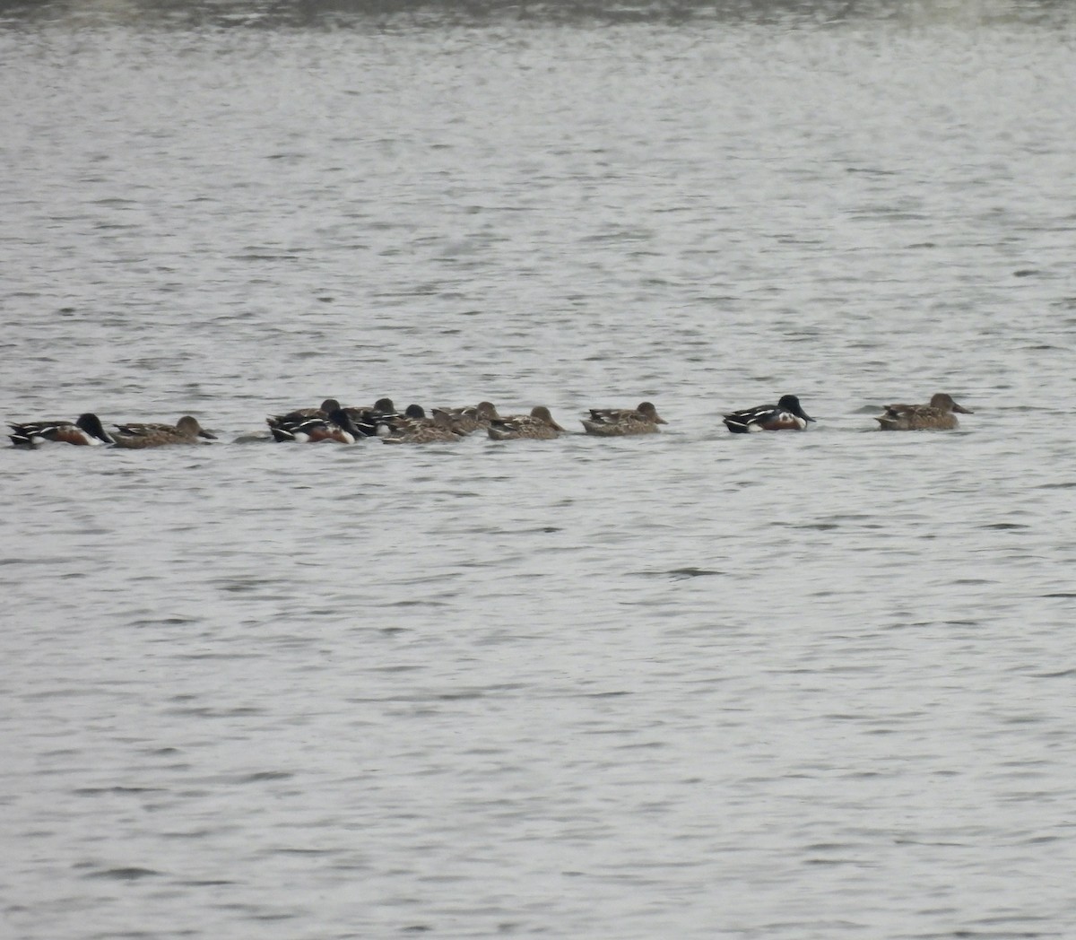 Northern Shoveler - ML646380162