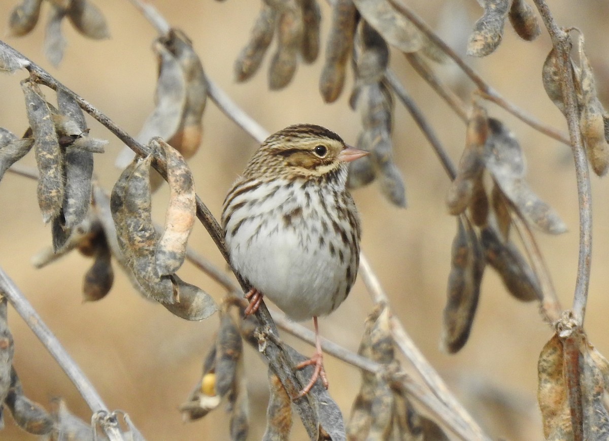 Savannah Sparrow - ML646380165