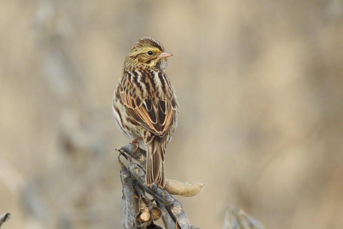 Savannah Sparrow - ML646380166