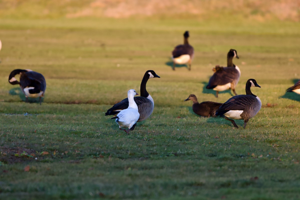 Ross's Goose - ML646380167