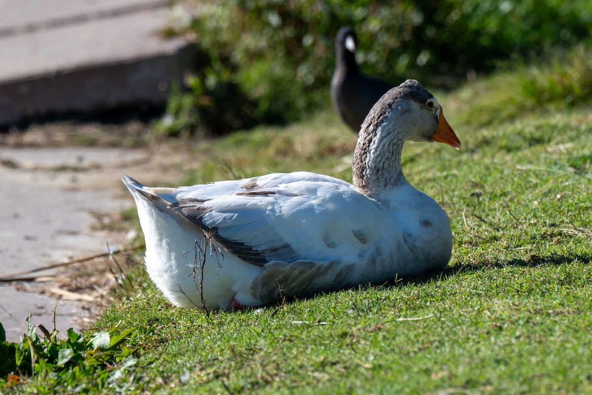 Domestic goose sp. (Domestic type) - ML646380171