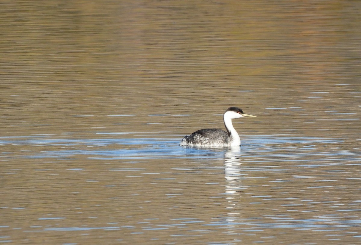 Western Grebe - ML646380173