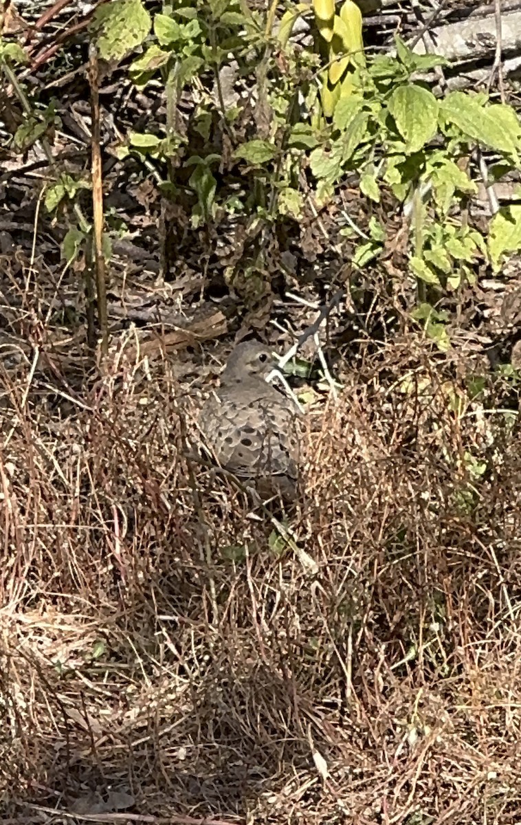 Mourning Dove - ML646380174