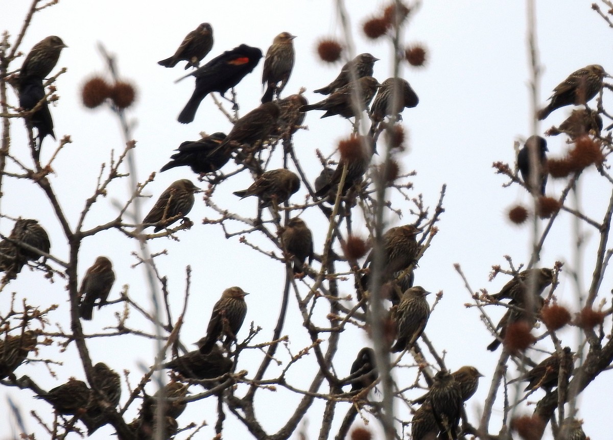Red-winged Blackbird - ML646380175