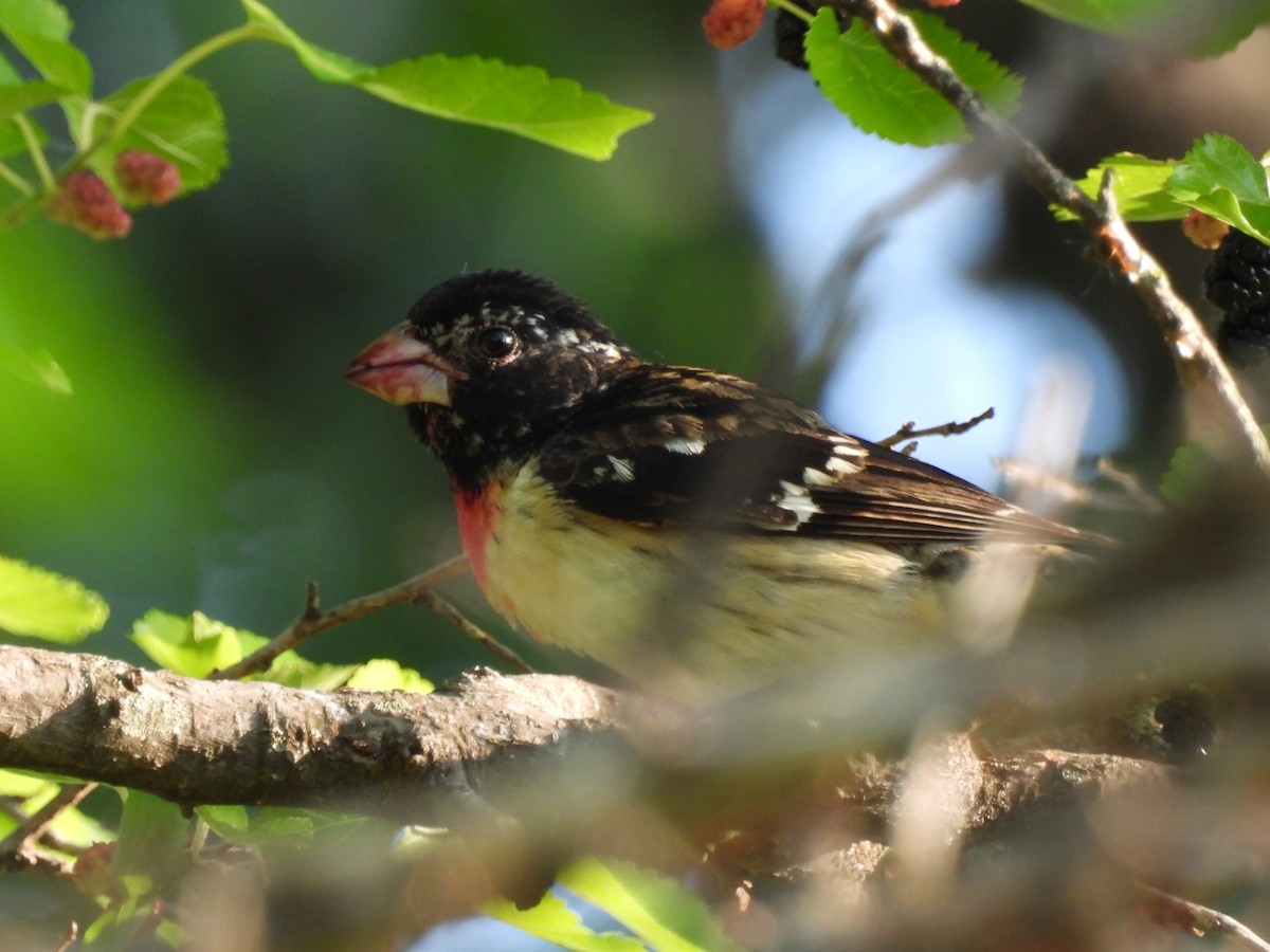 Розовогрудый толстонос - ML646380178