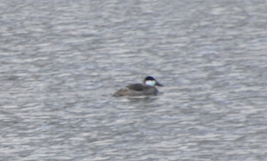 Ruddy Duck - ML646380179