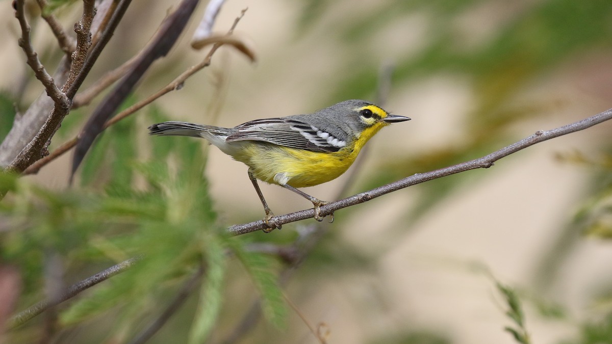 Adelaide's Warbler - ML646380180