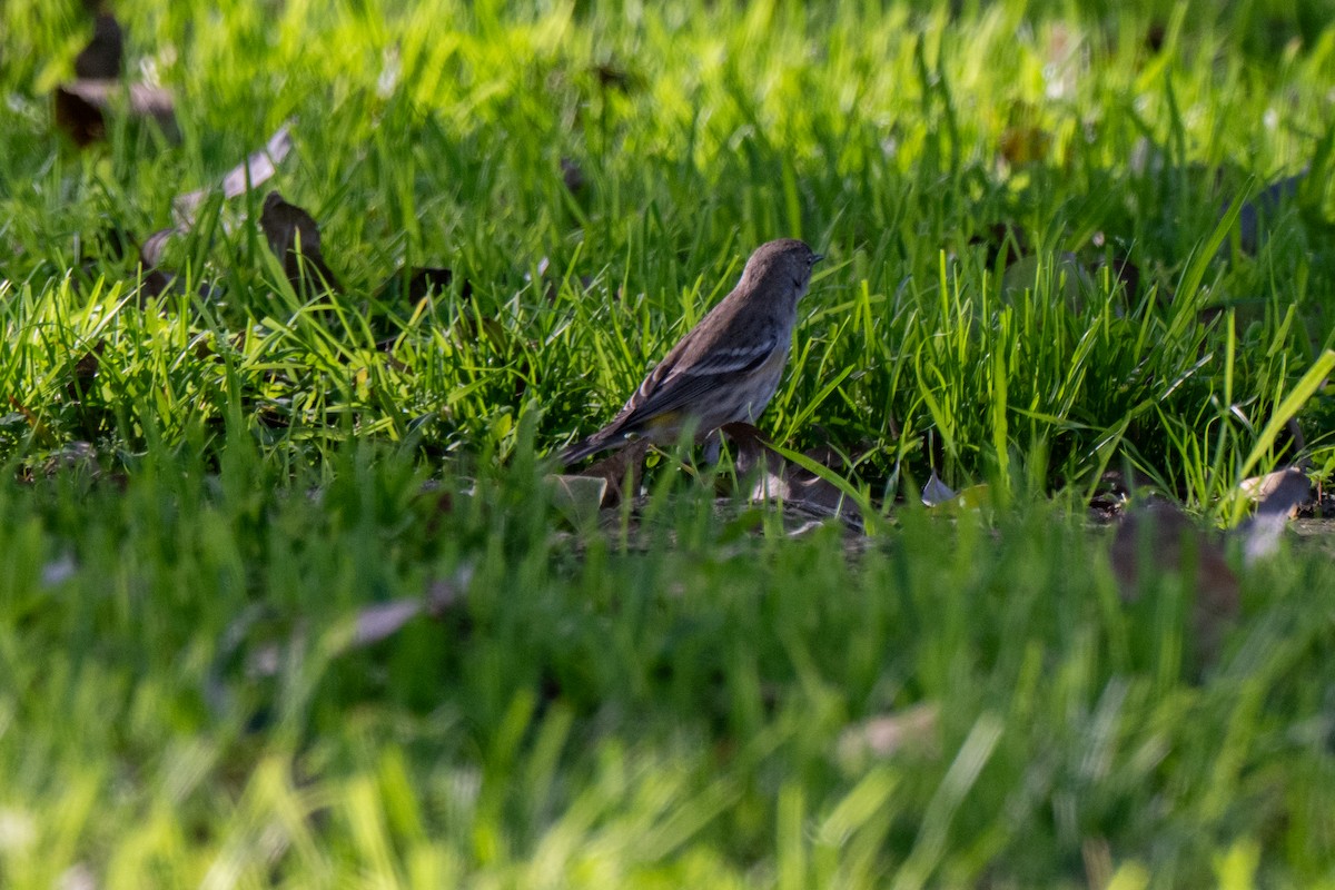 Yellow-rumped Warbler - ML646380181