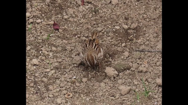 Song Sparrow (melodia/atlantica) - ML646380182