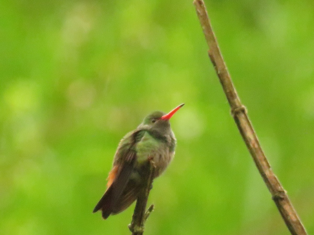 Цакатл - ML646380183