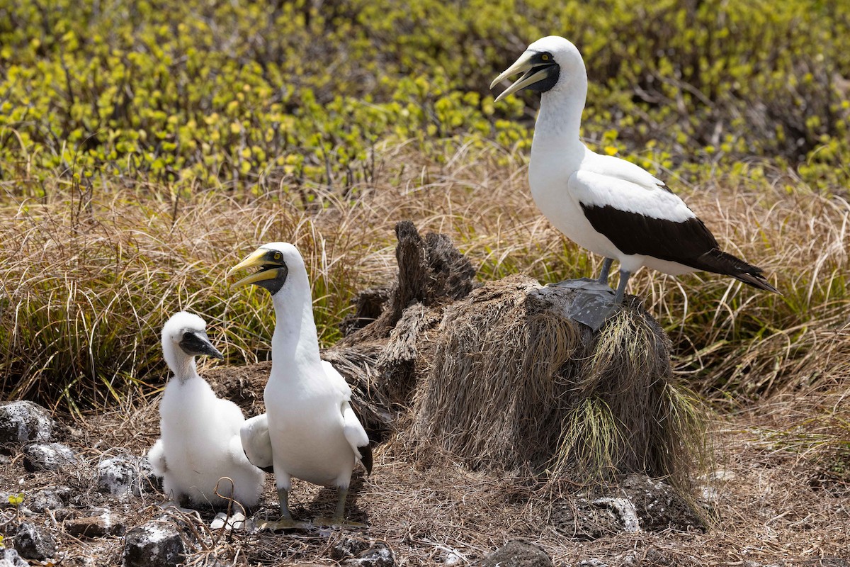 Masked Booby - ML646380192