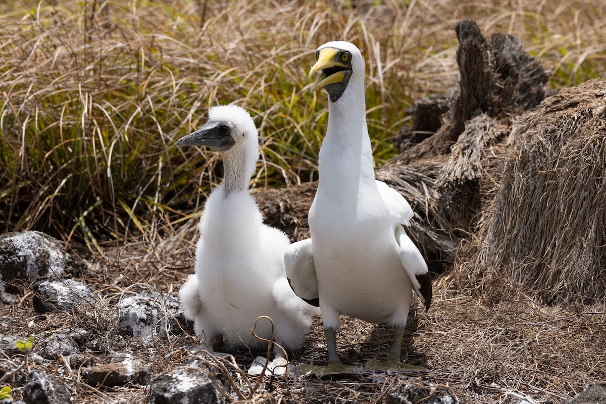 Masked Booby - ML646380193