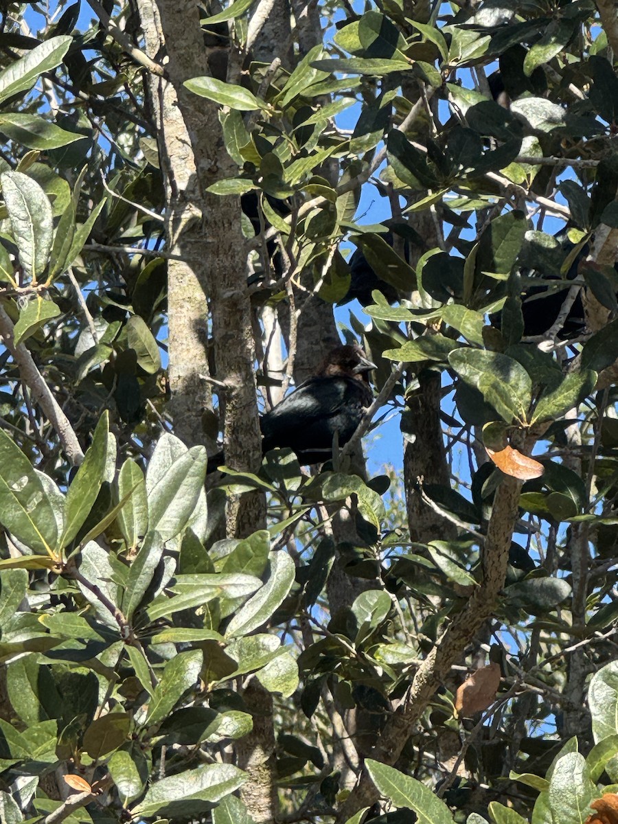 Brown-headed Cowbird - ML646380194