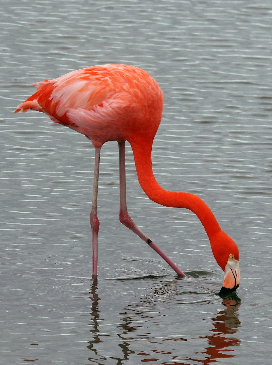 American Flamingo - ML646380196