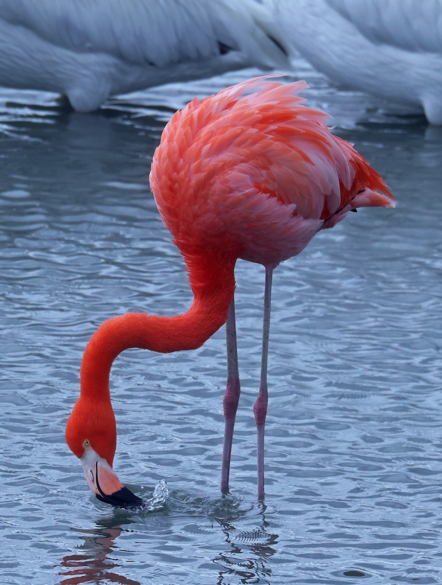 American Flamingo - ML646380197