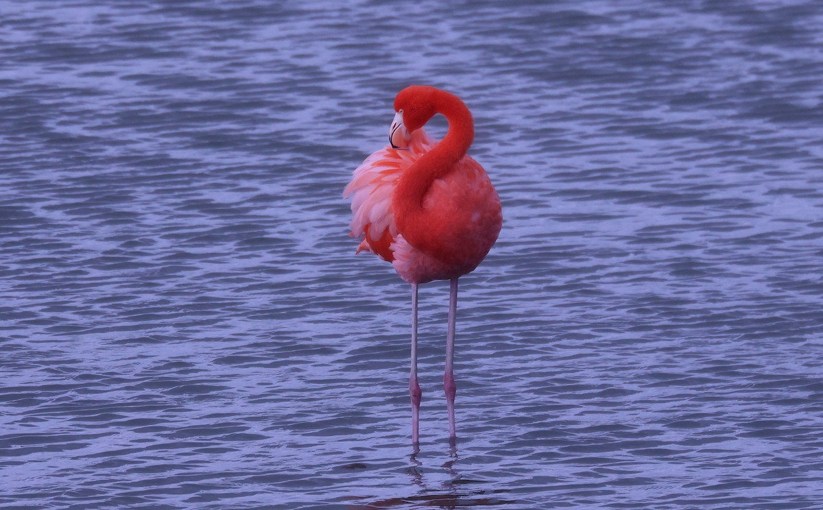 American Flamingo - ML646380198