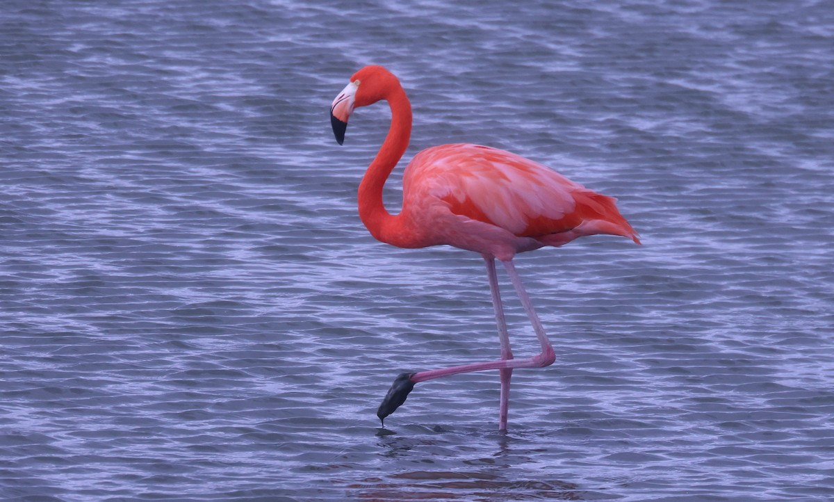 American Flamingo - ML646380199