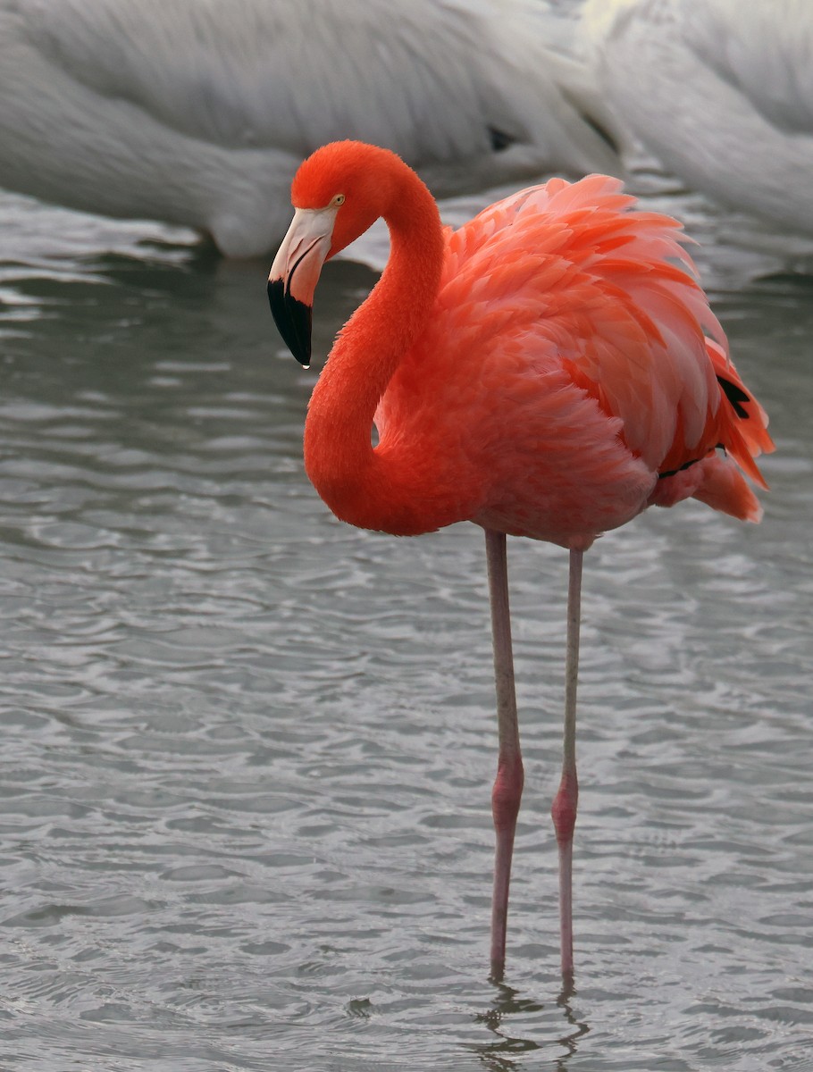American Flamingo - ML646380200