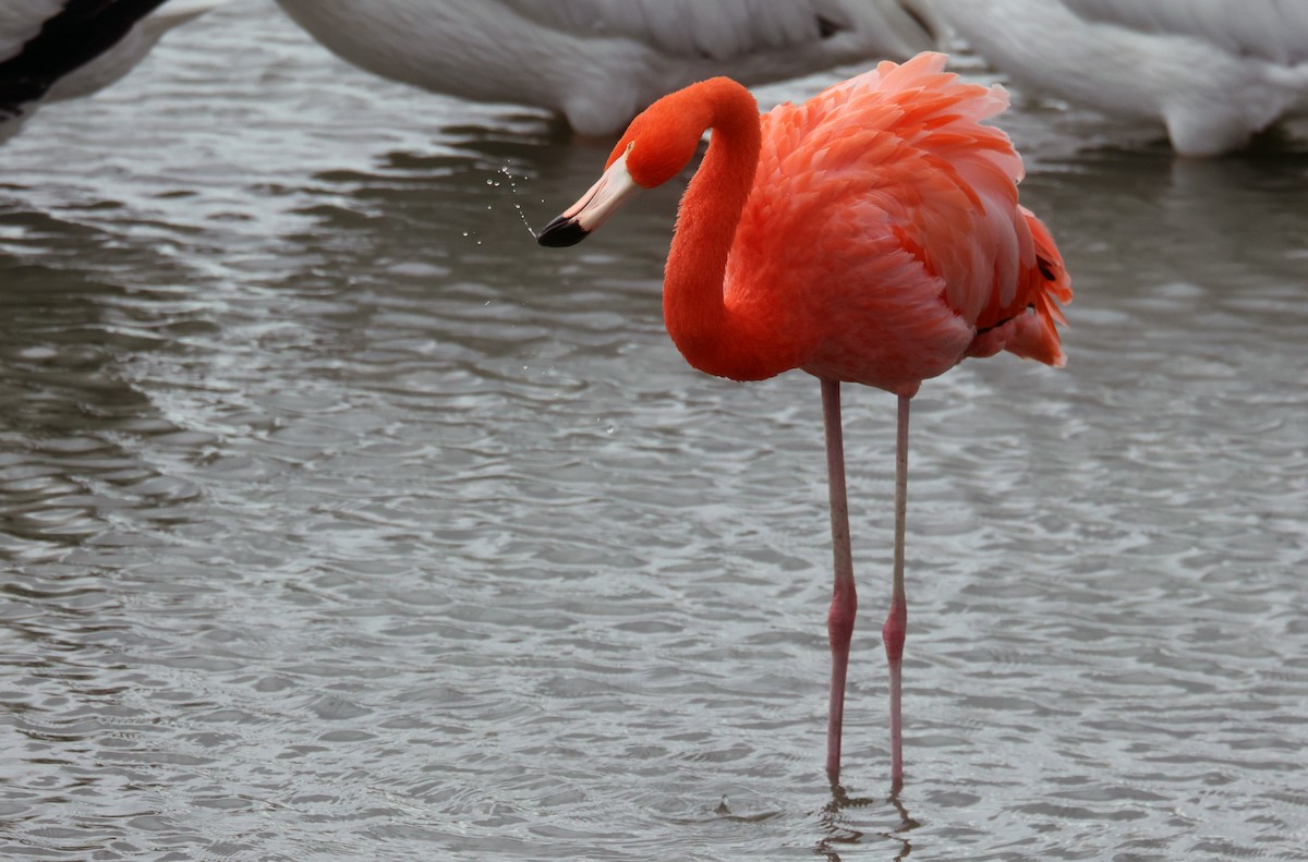 American Flamingo - ML646380201