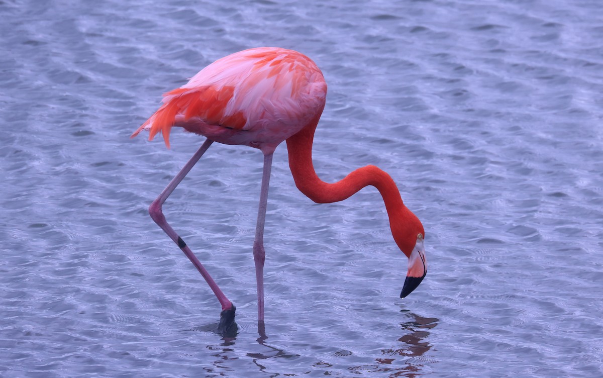 American Flamingo - ML646380202