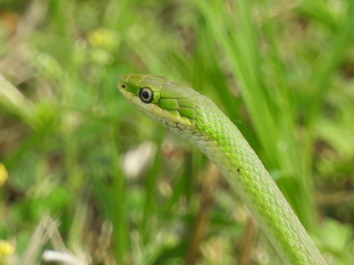 Rough Greensnake - ML646380203