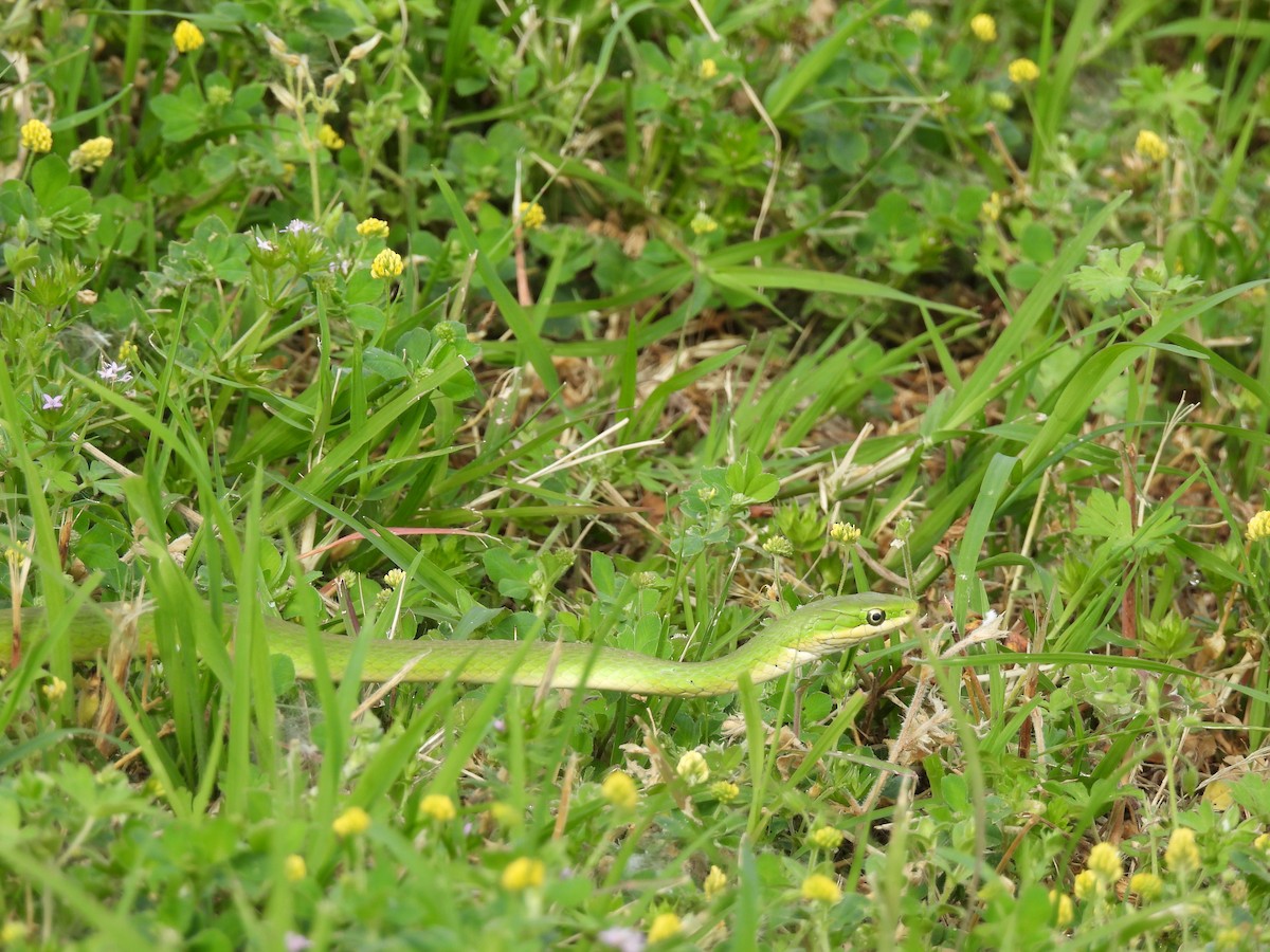 Animals - ML646380204