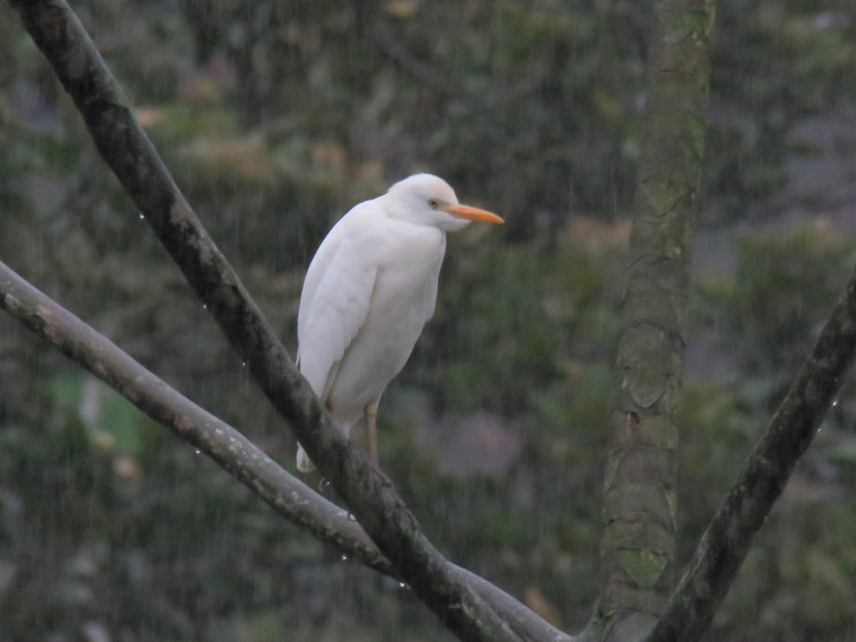 Чапля єгипетська західна - ML646380205