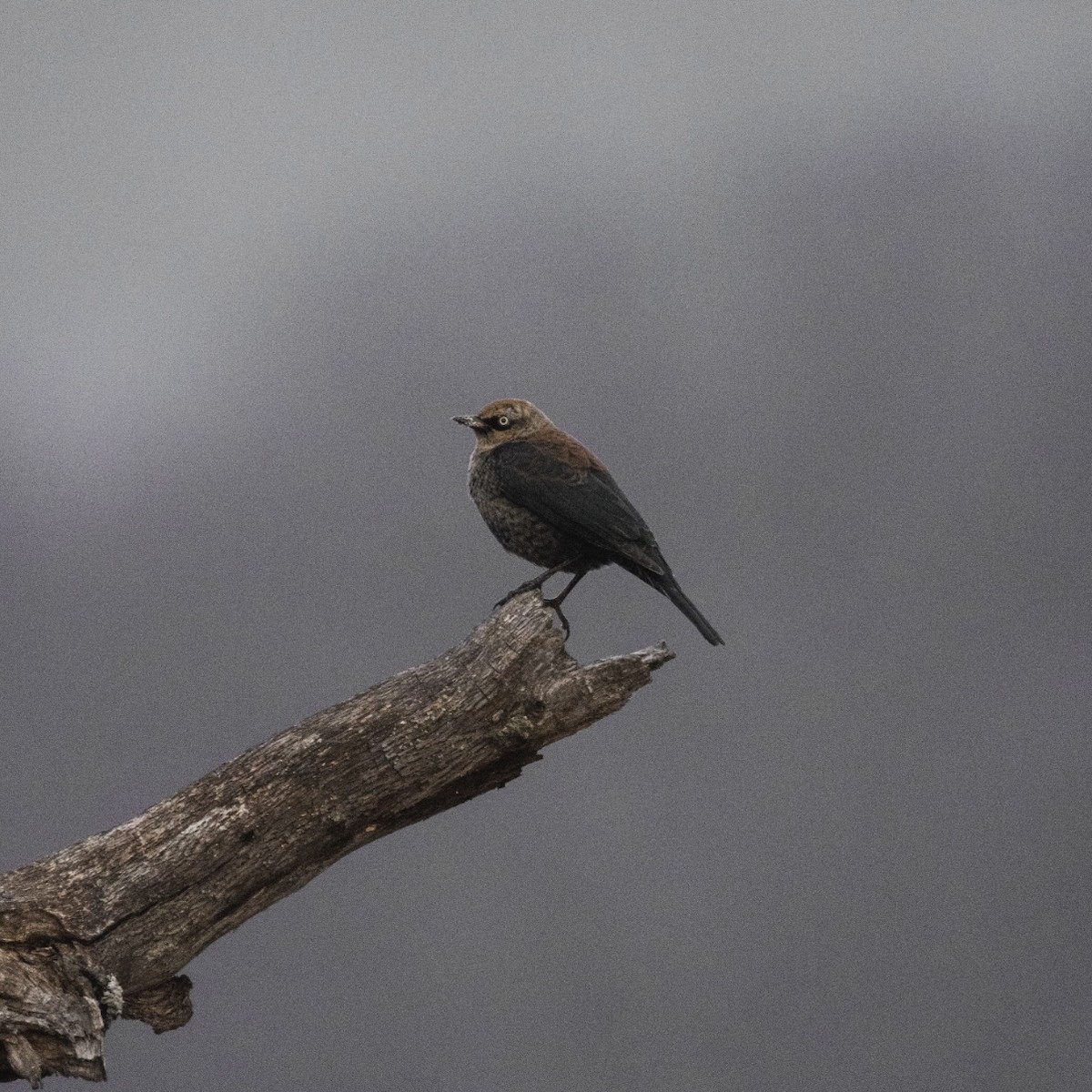 Rusty Blackbird - ML646380206